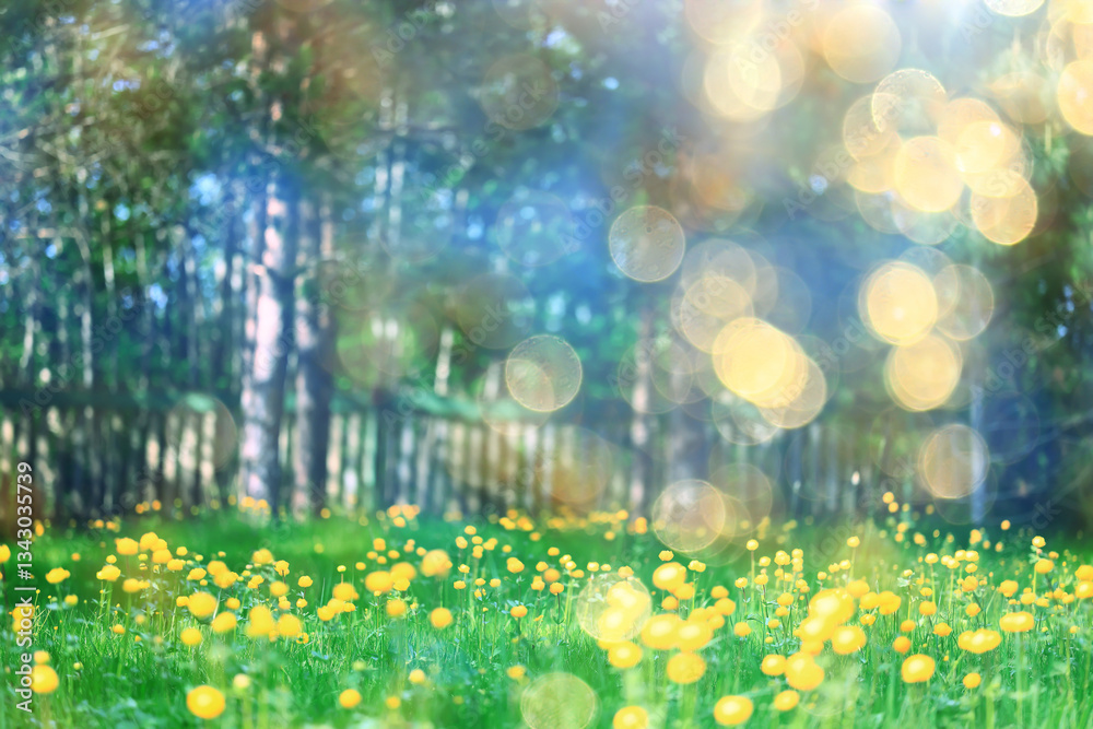 Naklejka premium yellow spring flowers, buttercups, wild wildflowers in the field, abstract nature background