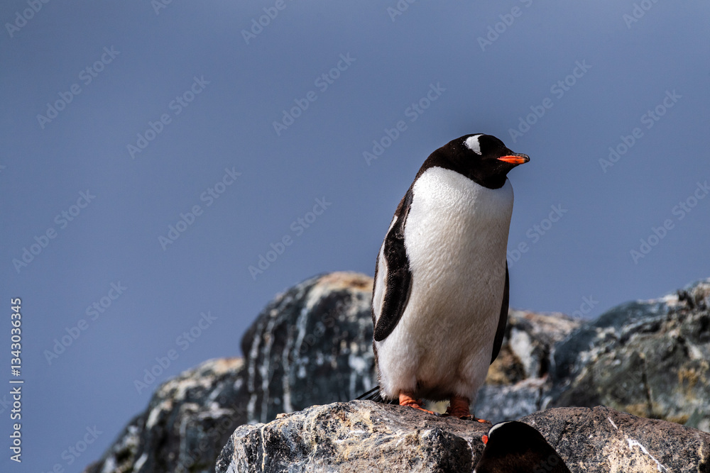 Fototapeta premium Close-up of a Gentoo Penguin -Pygoscelis papua- standing on the rocky shore of Trinity Island, on the Antarctic Peninsula