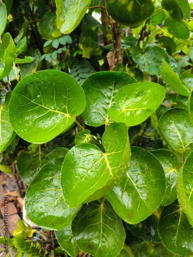 Mangkokan leaves or Polyscias scutellaria are quite popular in Indonesia. Mangkokan comes from the word mangkok in Indonesian, which means bowl, because the shape of the leaves is like a bowl.
