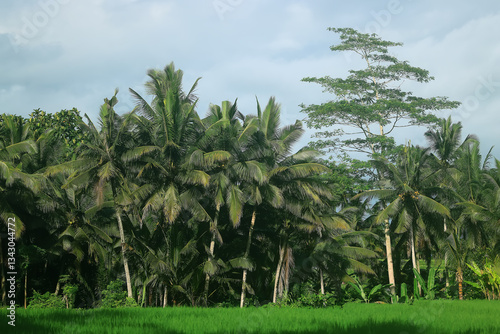 Wallpaper Mural rice terraces Asian agriculture Bali indonesia landscape, nature view Torontodigital.ca