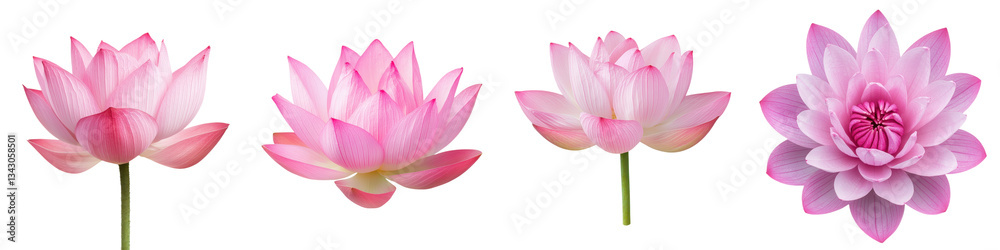 Obraz premium Exquisite pink lotus flowers with delicate petals blossoming in a tranquil pond reflecting the beauty and serenity of nature