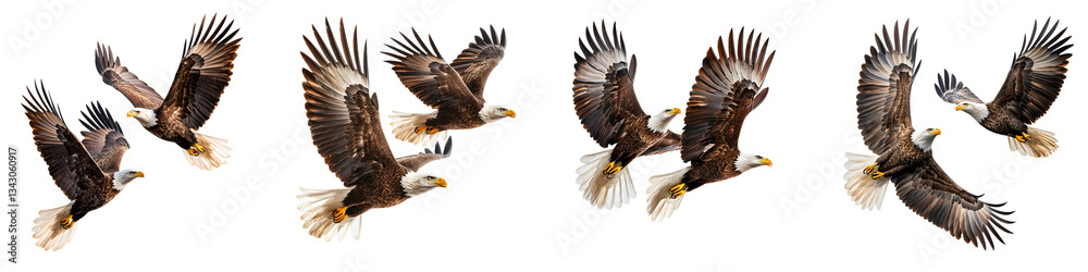 Obraz premium A series of majestic bald eagles the national symbol of the United States soaring and flying gracefully through the air with their powerful wings and talons outstretched