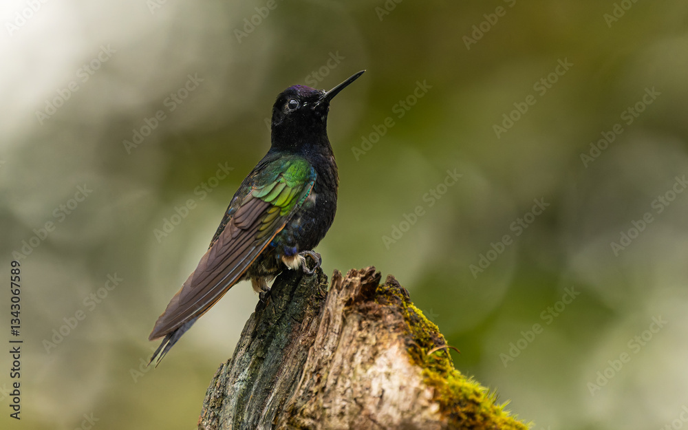 Obraz premium Hyazinthkolibri (Boissonneaua jardini)