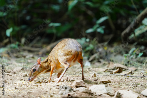 Lesser mouse-deer, Lesser Malay chevrotain(Tragulus) eating food in the forest. photo