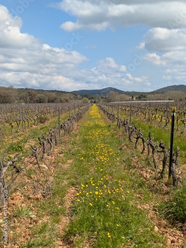 Vineyard of La Castille in mid-march with blooming dandelions between rows of vines, La Farlède, Provence, France