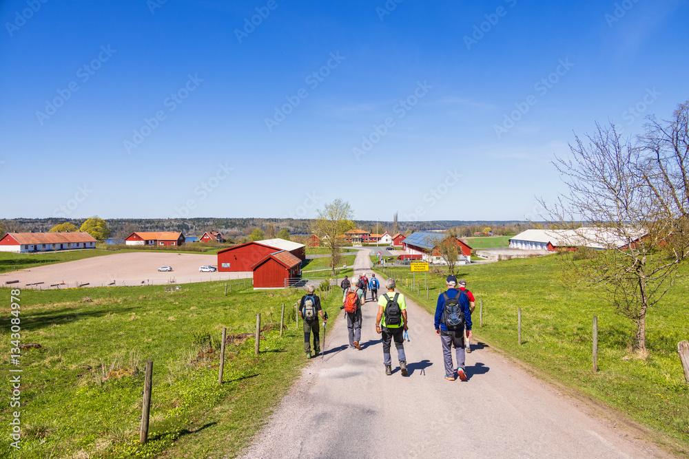 Fototapeta premium Hikers on a road in an agricultural area in the spring