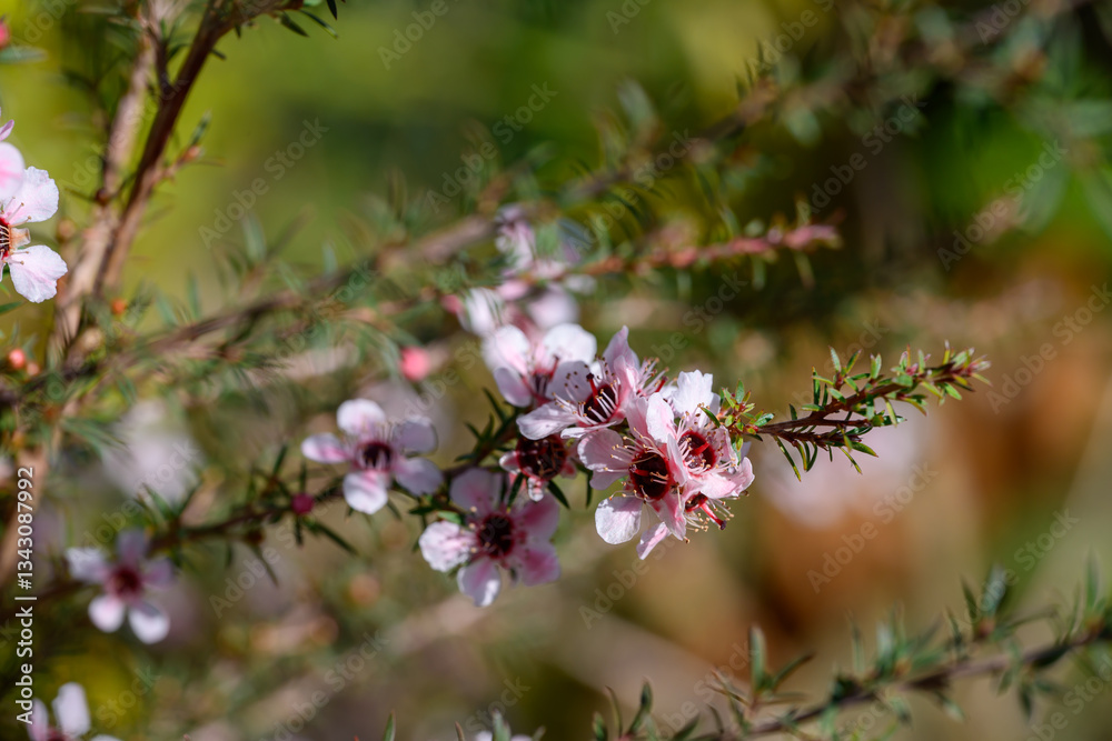Manuka or Tea Tree is Scientific name Leptospermum scoparium flowers it a blooming in garden. Manuka or Tea Tree is Scientific name Leptospermum scoparium flowers it a blooming in garden.