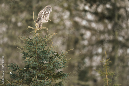 Great Grey Owl Perched on Evergreen Tree in a Serene Winter Fore photo