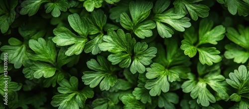 Lush green foliage close-up, natural background, website design