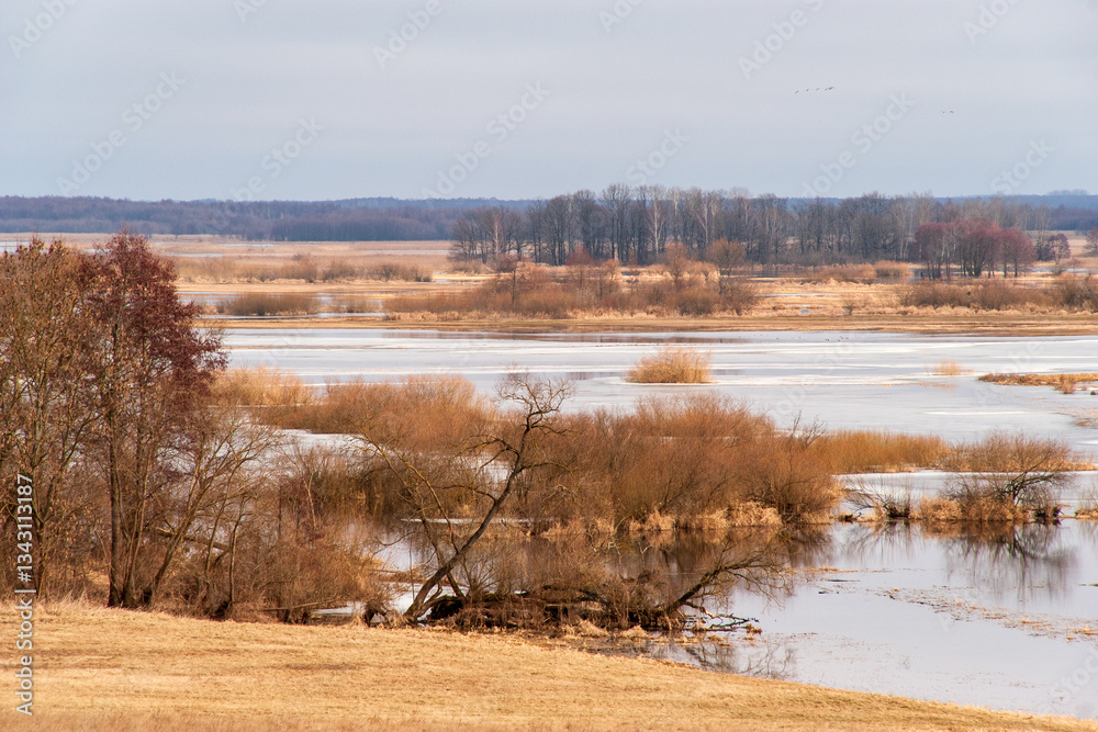 Wiosenne rozlewiska rzeki Biebrzy, Podlasie, Polska