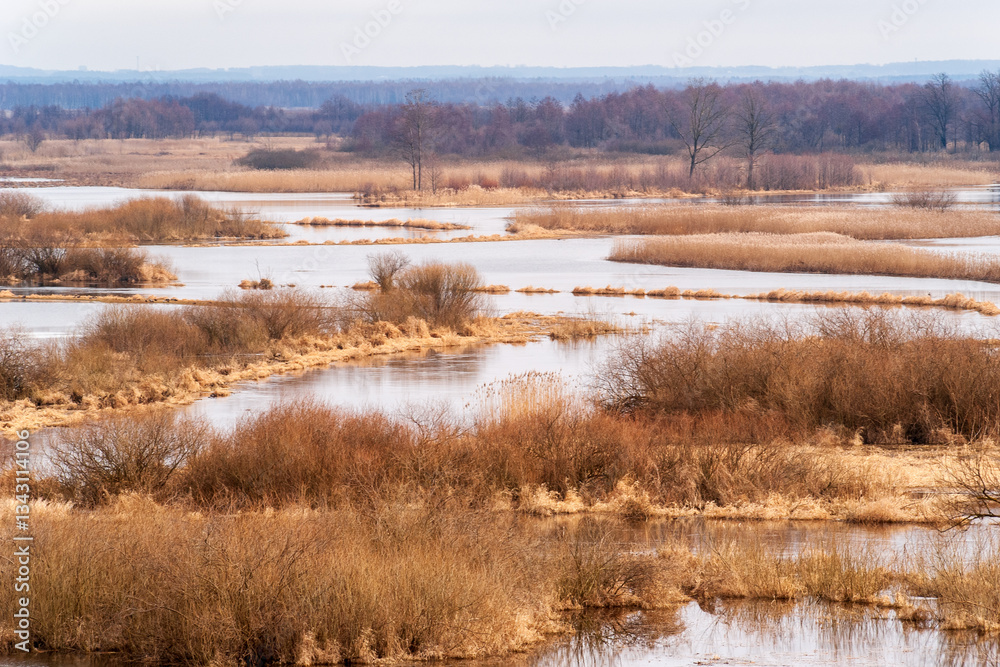 Wiosenne rozlewiska rzeki Biebrzy, Podlasie, Polska