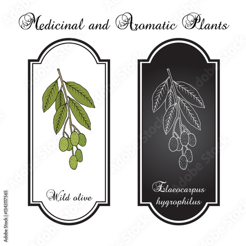 Wild olive (Elaeocarpus hygrophilus), edible plant. Hand drawn botanical vector illustration photo