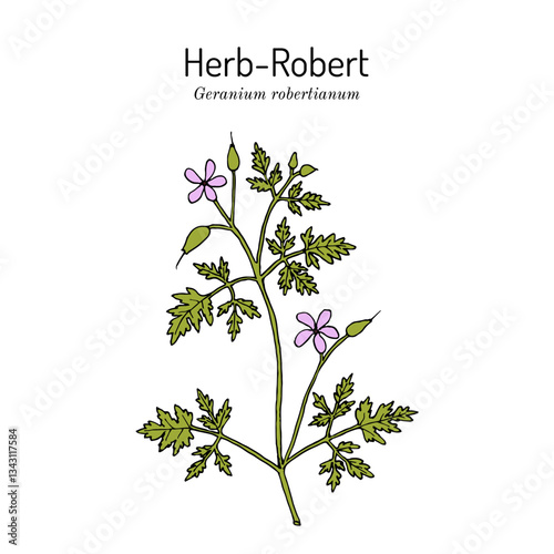 Herb-Robert (Geranium robertianum), medicinal plant. Hand drawn botanical vector illustration