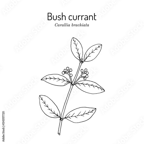 Bush currant (Carallia brachiata), edible and medicinal plant. Hand drawn botanical vector illustration