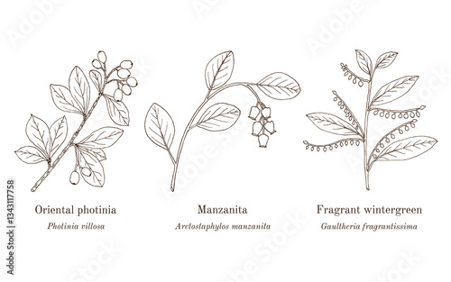 Collection of edible and medicinal plants. Hand drawn botanical vector illustration