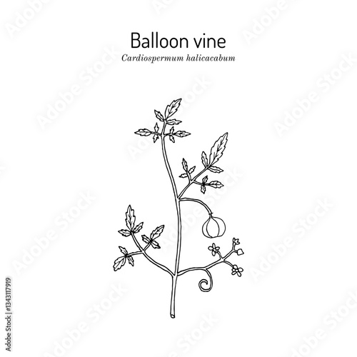 Balloon vine (Cardiospermum halicacabum), medicinal plant. Hand drawn botanical vector illustration