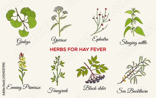 Best medicinal herbs for hay fever. Hand drawn botanical vector illustration