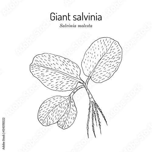 Giant salvinia, or kariba weed (Salvinia molesta), aquatic plant. Hand drawn botanical vector illustration