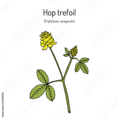 Hop trefoil or field clover (Trifolium campestre), forage plant. Hand drawn botanical vector illustration