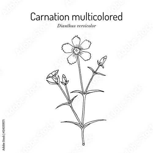 Carnation multicolored (dianthus versicolor), medicinal and ornamental plant. Hand drawn botanical vector illustration