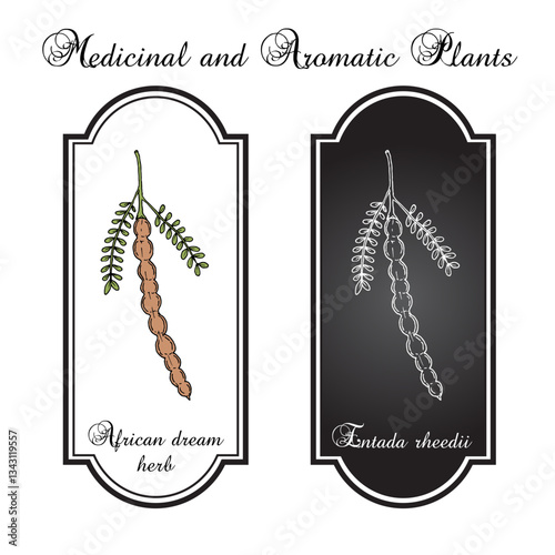 African dream herb or snuff box sea bean (Entada rheedii), edible and medicinal plant. Hand drawn vector illustration