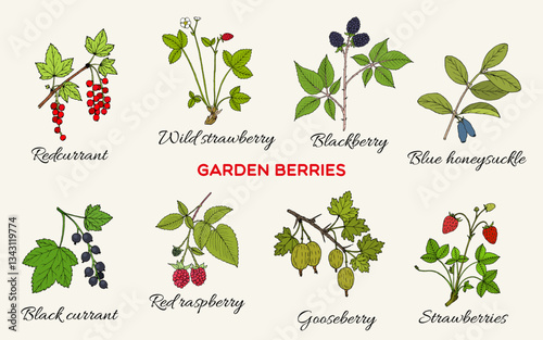 Фотография Garden berries collection