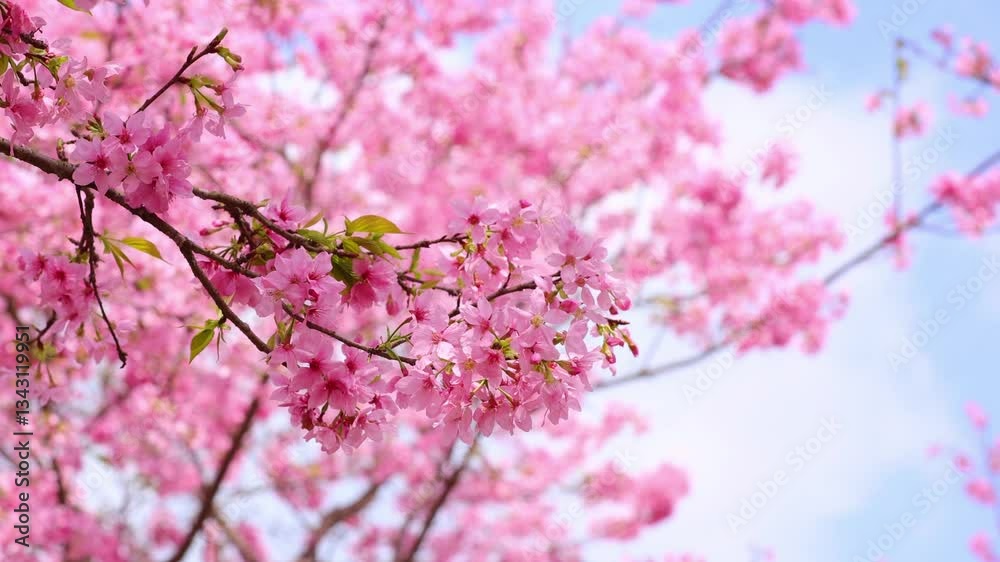 4k Video of Spring Cherry Blossom Beauty in a Romantic Park Setting 4k Video of Spring Cherry Blossom Beauty in a Romantic Park Setting