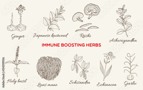 Best immune busting herbs and plants. Hand drawn botanical vector illustration