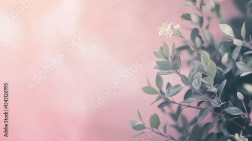 Soft pink background with green foliage and delicate white flowers
