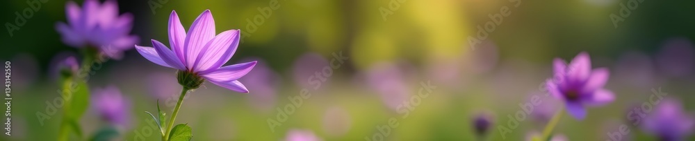 Close-up of purple flower in Ujazdowski Park with blurred background, close-up, botanical, bloom Close-up of purple flower in Ujazdowski Park with blurred background, close-up, botanical, bloom