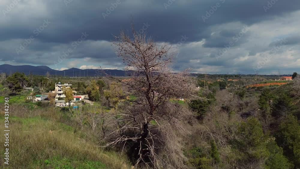 Aerial raise up shot, revealing Parnitha mountain behind a big burnt pine tree on a cloudy spring day 4K Aerial raise up shot, revealing Parnitha mountain behind a big burnt pine tree on a cloudy spring day 4K