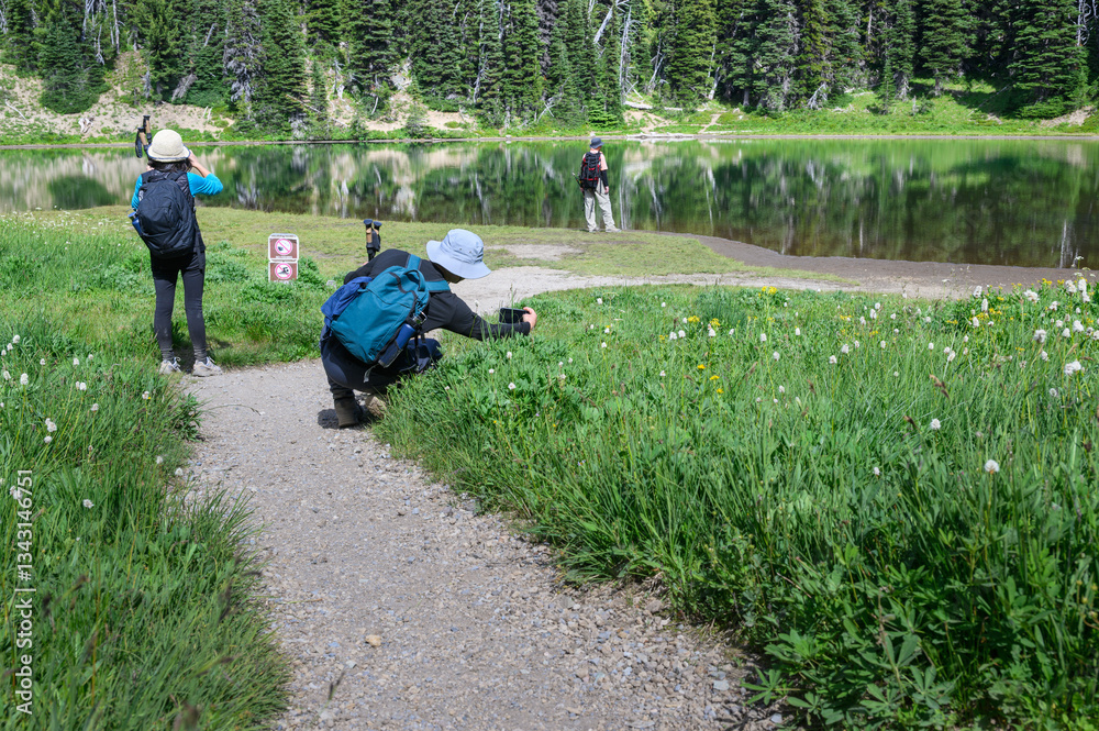 Tourists taking photos of wildflowers using smartphones. Shadow Lake. Mount Rainier National Park. Washington State.