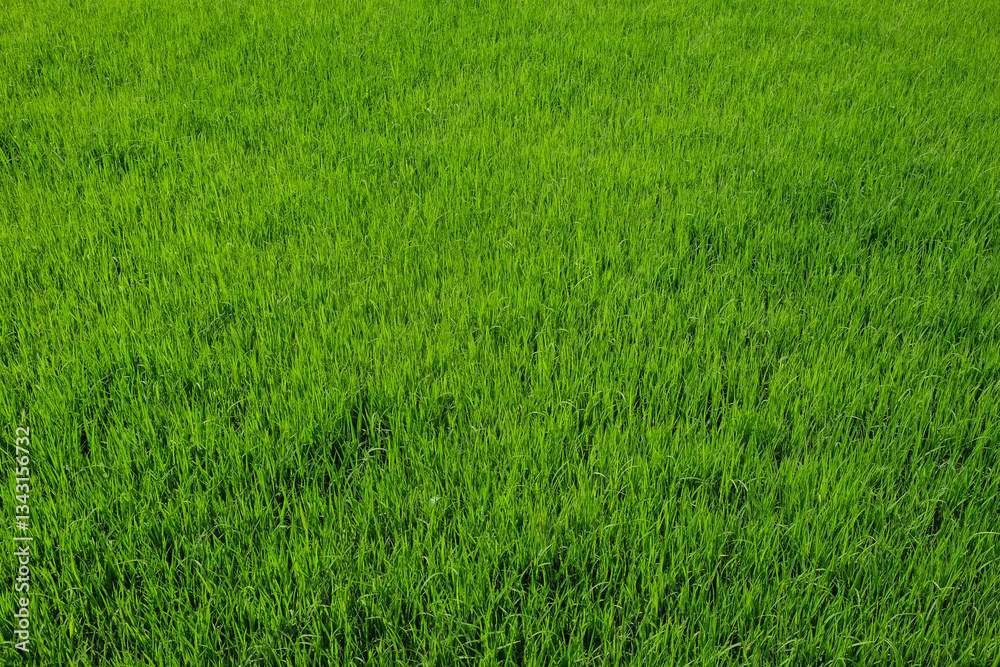 Vibrant green pattern and texture background of rice seedlings in rice fields.Rice seedbed.Agriculture industry concept.For graphic design,3D rendering and banner background Vibrant green pattern and texture background of rice seedlings in rice fields.Rice seedbed.Agriculture industry concept.For graphic design,3D rendering and banner background