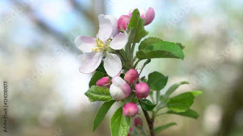 Apple tree blossom close-up. Apple tree branch, white apple flower on natural colorful background.	