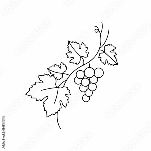 Elegant minimalistic illustration of grapevine with leaves and grapes