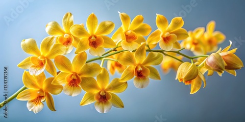 Stunning Yellow Orchid Photography: Dendrobium Lindleyi Images, Orchid Flower Pictures, Yellow Orchid Blooms,  High-Resolution Orchid Photos