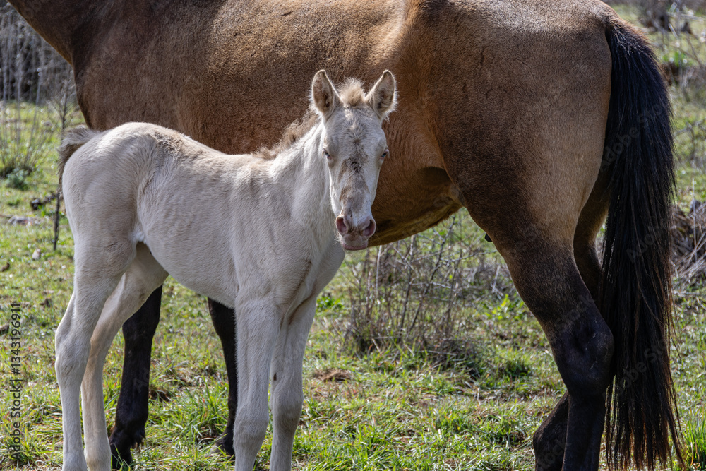 Fototapeta premium Close-up of a foal with its mother, the mare. Horses.