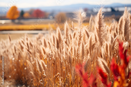 prairie undergoes a captivating metamorphosis in autumn, adorned with shimmering golden grasses, arrival of migrating birds, and a feeling of transformation and introspection as seasons shift