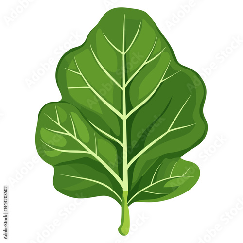 Green fiddle fig leaf illustration vegetable spinach vector