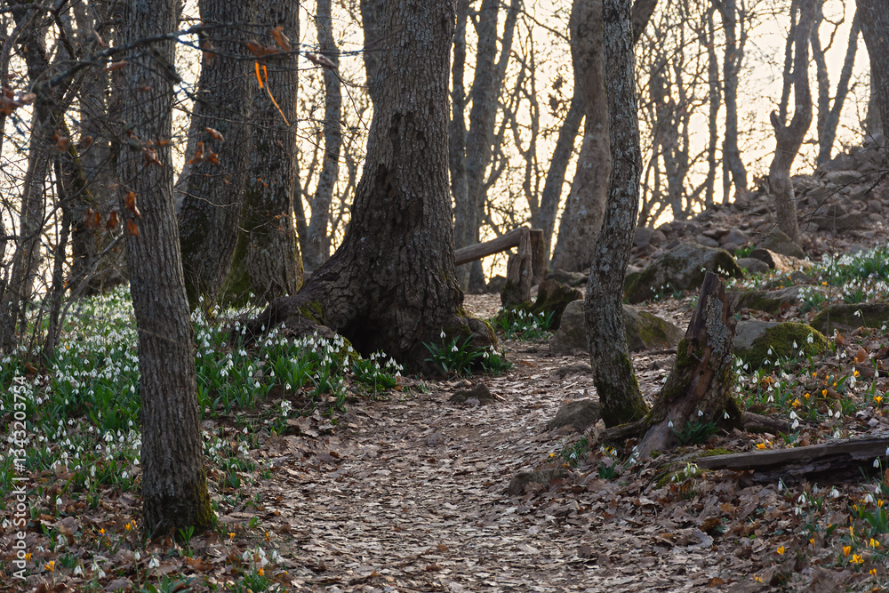 Fototapeta premium Forest snowdrops spring. Beautiful delicate fragile flowers bloomed in the spring forest. A walk in nature. The concept of awakening, warm spring days. Atmospheric natural calm background. Spring time