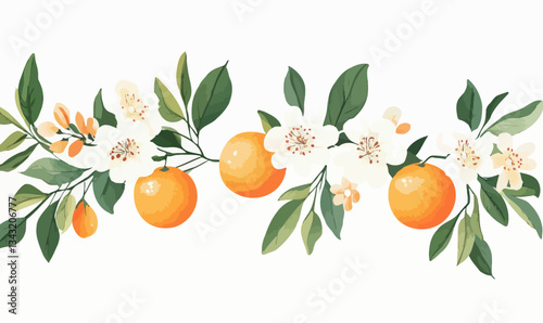 Watercolor Orange Blossoms and Fruit with Fleur d'Orange Branches Vector Art