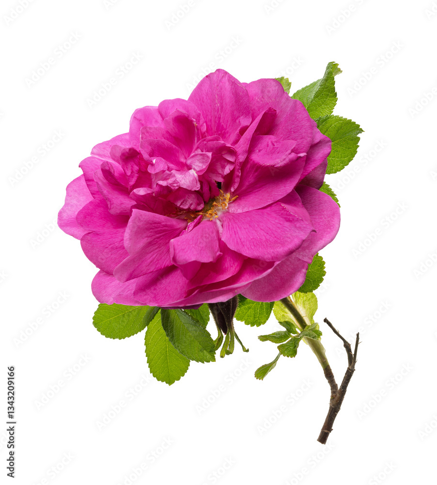 Obraz premium Pink rose, Rosa Rugosa with leaves isolated on white background