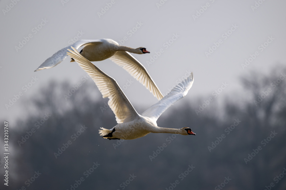 Fototapeta premium Fliegendes Schwan Paar über dem See - Wildlife
