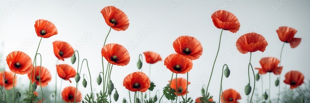 Fototapeta premium Vibrant field of red poppies against a soft, muted background creates a serene natural scenery