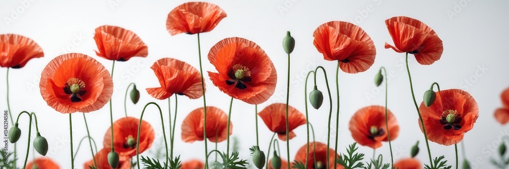 Obraz premium Graceful red poppy blossoms dancing in harmony against a serene and minimalist white background