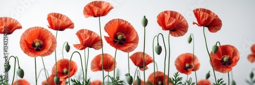 Graceful red poppy blossoms dancing in harmony against a serene and minimalist white background