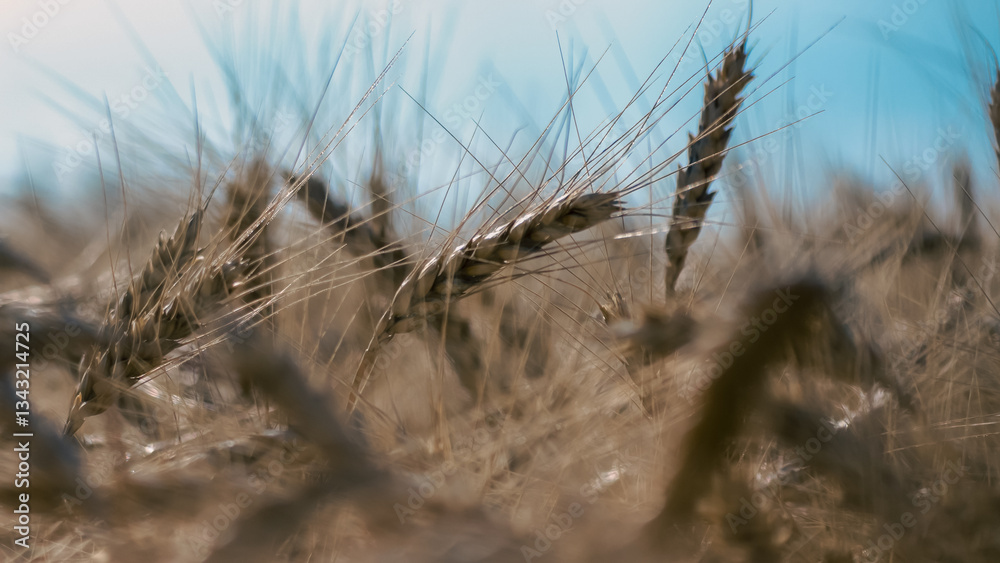 Fototapeta premium spikelets of wheat on the field close up