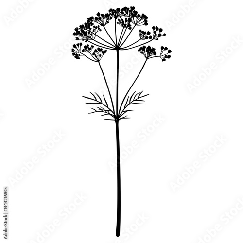 Wild flower Hemlock illustration minimalist simple vector