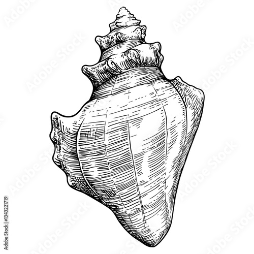 Conch shell seashell black white vector