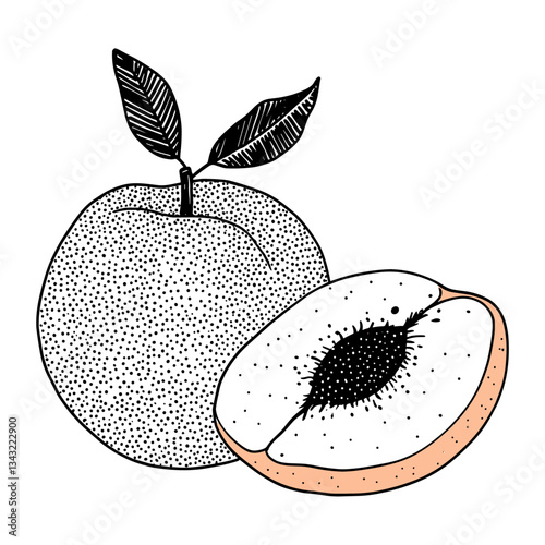 Peach illustration fruit botanical vector
